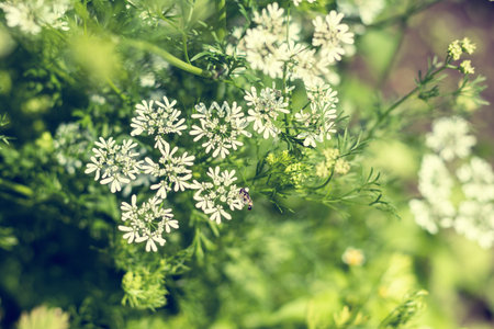 Anise flowers. Beautiful summer scene with many little flowers. Toned photo. Shallow depth of the...
