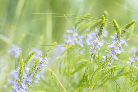 Green juicy grass and gentle blue flowers in the field on a sunny day. Shallow depth of field