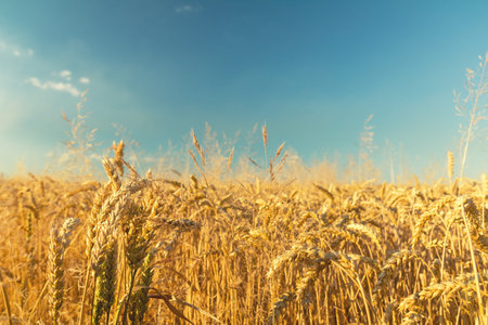 Agricultural fragmental panorama of the wheat field. Ripe wheat and wild flowers close-up. Shallow...