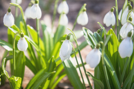 Tender snowdrops in the spring forest on a sunny day. Beautiful spring background with copy space. Processing photo with soft focusの写真素材