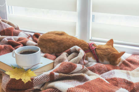Cup of coffee, book with autumn yellow leaf and red-white cat surrounded wool blanket on windowsillの写真素材