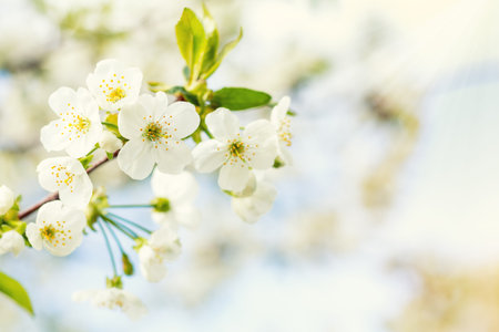 Spring background art with white cherry blossom. Beautiful nature scene with blooming tree and sun...