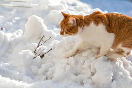 Cut red-white cat playing on white snow surface. Sunny beautiful winter day. Close up.の写真素材