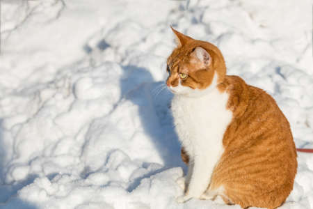 Cut red-white cat playing on white snow surface. Sunny beautiful winter day. Close up.の写真素材