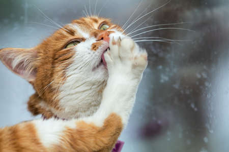 Cute white-and-red cat clean the paws. Portrait funny cat close up.の写真素材