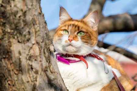 Cut funny white-and-red on the tree. Shallow depth of field, green cat eyes in the focus. Beautiful...