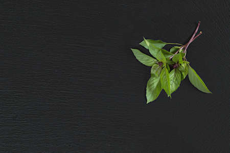 Fresh raw green two branch of basil on black stone surface. Top view, copy space.の写真素材