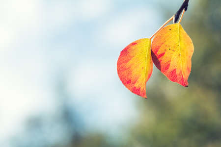 Branch pear with red yellow foliage, autumn leaves on blue sky background at fall time. Coloring and processing photo. Toned. Shallow depth of fieldの写真素材