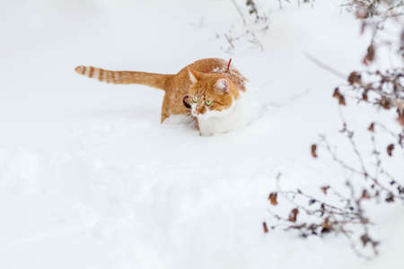 Cut red-white cat playing on white snow surface. Beautiful winter frozen day.の写真素材