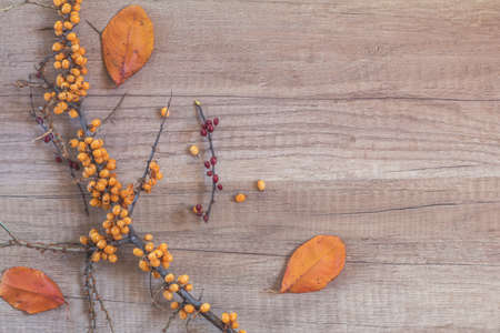 Autumn healthy concept. Branch of common sea buckthorn with berry and dogwood, dried autumn yellow leafs on light wooden background. Toned photo with copy space.の写真素材