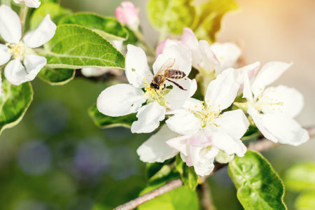 Bee collects nectar and flies. Apple tree blooming on the springtime. Sunny day.  Close up, shallow...