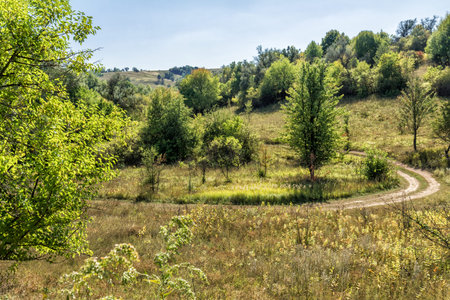 Sunny summer day in forest with clear sky and country road. Colorful beautiful summer landscape.