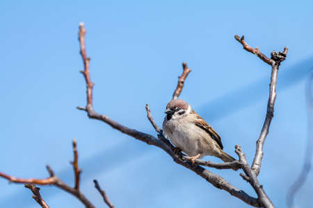 Sparrow on the branch. Sunny day. Blue sky. Beautiful early spring day.の写真素材