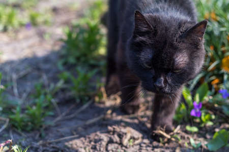 Cute black cat walking on flowerbed in the garden. Beautiful sunny spring day.の写真素材