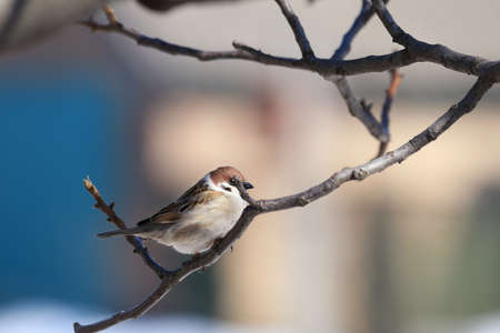 Sparrow on the branch. Sunny day. Blue sky. Beautiful early spring day.の写真素材