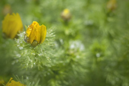 Beautiful yellow spring flowers of plants with drops and ice sheets in the cold spring day....