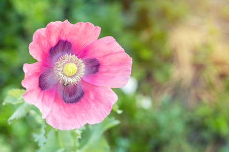 Bee collects nectar and flies. Beautiful pink poppy flower. Spring background. Sunny day. Close up, shallow depth of field.の写真素材