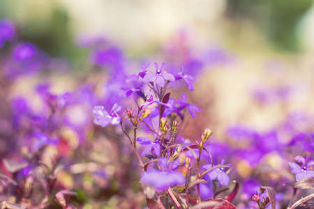 Purple lilac flowers at the city park alley background.の写真素材