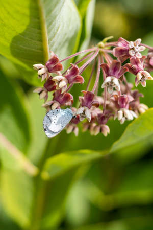 Butterfly feeding on milkweed. Blooming cultivate swamp Buddleja (Asclepias incarnata 'Soulmate' ) in the summer gardenの写真素材