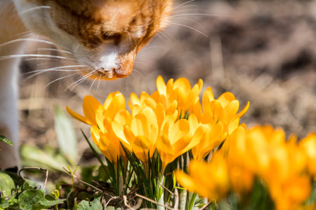 Yellow blooming crocuses and red-white cute cat. Low angle. Sunrise. Beautiful spring background...