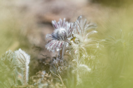 Beautiful spring violet flowers background. Eastern pasqueflower, prairie crocus, cutleaf anemone の写真素材