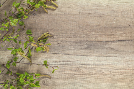 Birch tree blossom branch on the wooden background with copy space, toned photoの写真素材