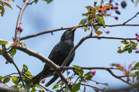 common starling (Sturnus vulgaris) on a pink apple tree blossom branch in the city park on spring...
