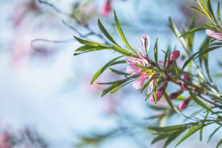 Spring background art with pink almond (prunus tenella) blossom. Beautiful nature scene with blooming tree and sun flare. Abstract blurred background. Shallow depth of field.の写真素材