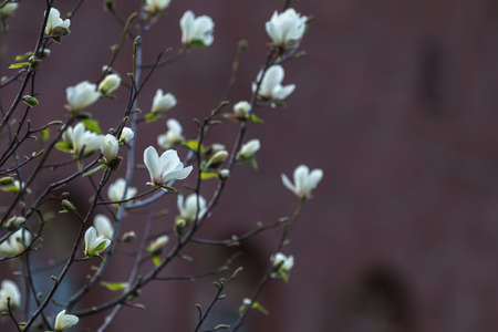 White magnolia blossom in the city street on spring sunny evening. Beautiful nature background.の写真素材