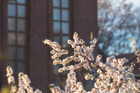 Close up of White Blossom Cherry Tree Branch, Nanking cherry (Prunus tomentosa), during Spring Season. Sunset light in the city streetの写真素材