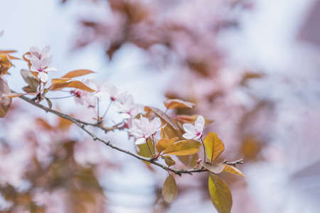 Close up of Pink Blossom Plum Tree Branch, Prunus cerasifera Nigra, during Spring Season on Blue Pink Backgroundの写真素材