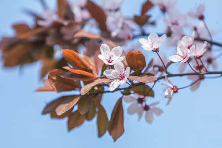 Close up of Pink Blossom Plum Tree Branch, Prunus cerasifera Nigra, during Spring Season on Blue Pink Backgroundの写真素材