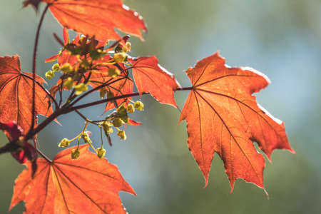 Beautiful Spring background art Young Maple Leaves in backlight on Blue Sky background at Springtime. Sunny day. Shallow depth of field.の写真素材