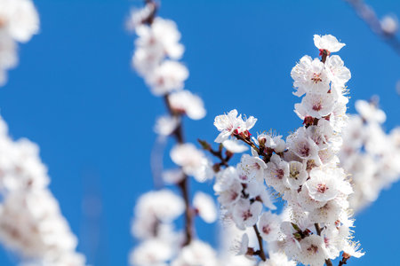 Close up of White Blossom Apricot Tree Branch, during Spring Season on Blue Sky Background