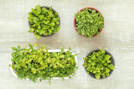 Spring gardening light concept. Fresh basil, mushroom grass, marjoram, chicory and cumin seedling in...