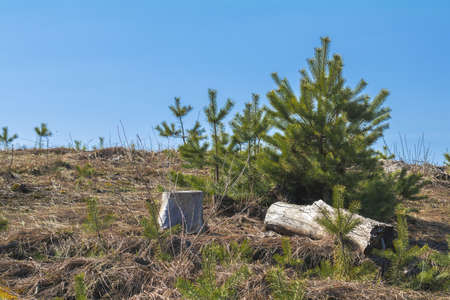 Sunny spring forest landscape with lone young pine tree on the lawn  on a sunny dayの写真素材