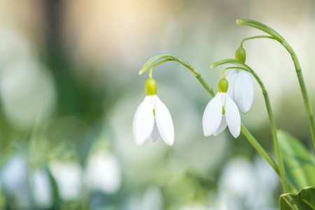 White blooming snowdrop folded or Galanthus plicatus. Spring sunny day in the forest. Close up, shallow depth of the field.の写真素材