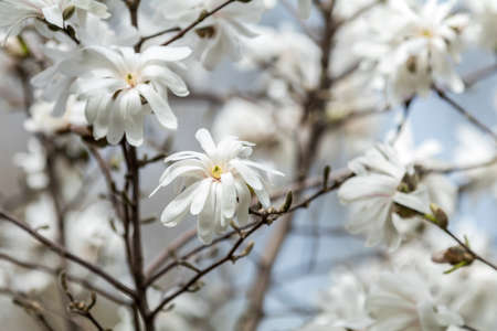 White magnolia blossom in the city park on spring sunny day. Beautiful nature background.の写真素材