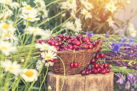 Fresh red cherries in wicker basket. Thyme, cornflower, blue bells and white flowers blossom bouquets. Toned and processing photo with soft focus. Beautiful spring background. Sunlight, sunset.の写真素材