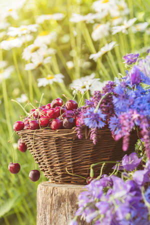 Fresh red cherries in wicker basket. Thyme, cornflower, blue bells and white flowers blossom bouquets. Toned and processing photo with soft focus. Beautiful spring background. Sunlight, sunset.の写真素材