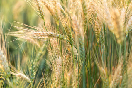 Wheat Rye Field, Ears of wheat close up. Harvest and harvesting concept. Ripe barley on the field on late summer afternoon, sunset backlight, shallow depth of the fieldの写真素材