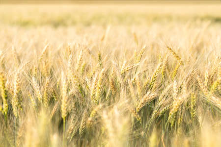 Wheat Rye Field, Ears of wheat close up. Harvest and harvesting concept. Ripe barley on the field on late summer afternoon, sunset backlight, shallow depth of the fieldの写真素材