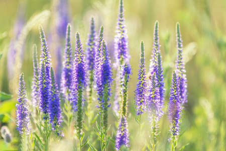 Green juicy grass and gentle blue flowers in the field on a sunset backlight, dolly shot, shallow depth of the field.の写真素材