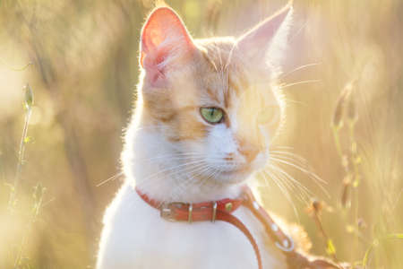 Cute white-red cat in a red collar relax on the garden of green grass, close up, shallow depth of field.  Cat is staring at something.の写真素材