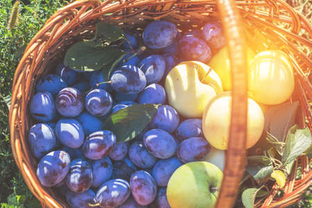 Many delicious fresh juicy colorful summer plums and apples in wicker basket on green grass. Close up, shallow depth of the field. Healthy eating concept background.の写真素材