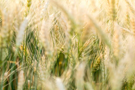 Wheat Rye Field, Ears of wheat close up. Harvest and harvesting concept. Ripe barley on the field on late summer afternoon, sunset backlight, shallow depth of the fieldの写真素材