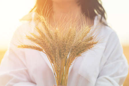 Ripe ears wheat in woman hands against her silhouette background on wheat field at the time of the sunset. Shallow depth of the field, toned and processing photo.の写真素材