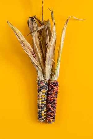 Cheerful and Colorful dried Indian Corn on yellow surface as decoration for Thanksgiving Table,...