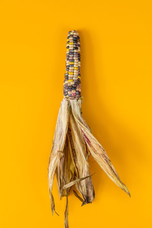 Cheerful and Colorful dried Indian Corn on yellow surface as decoration for Thanksgiving Table,...