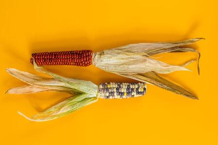Cheerful and Colorful dried Indian Corn on yellow surface as decoration for Thanksgiving Table, Halloween, and the Fall Season.の写真素材